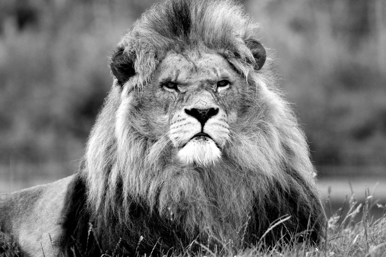  nature  wilderness  animal  wildlife  wild  — free black and white photo