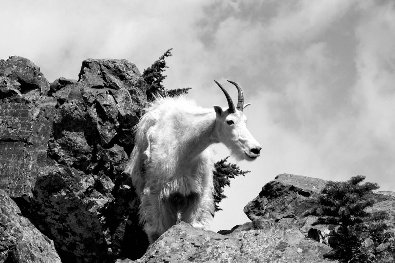   nature  wilderness  white  animal  wildlife  — free black and white photo