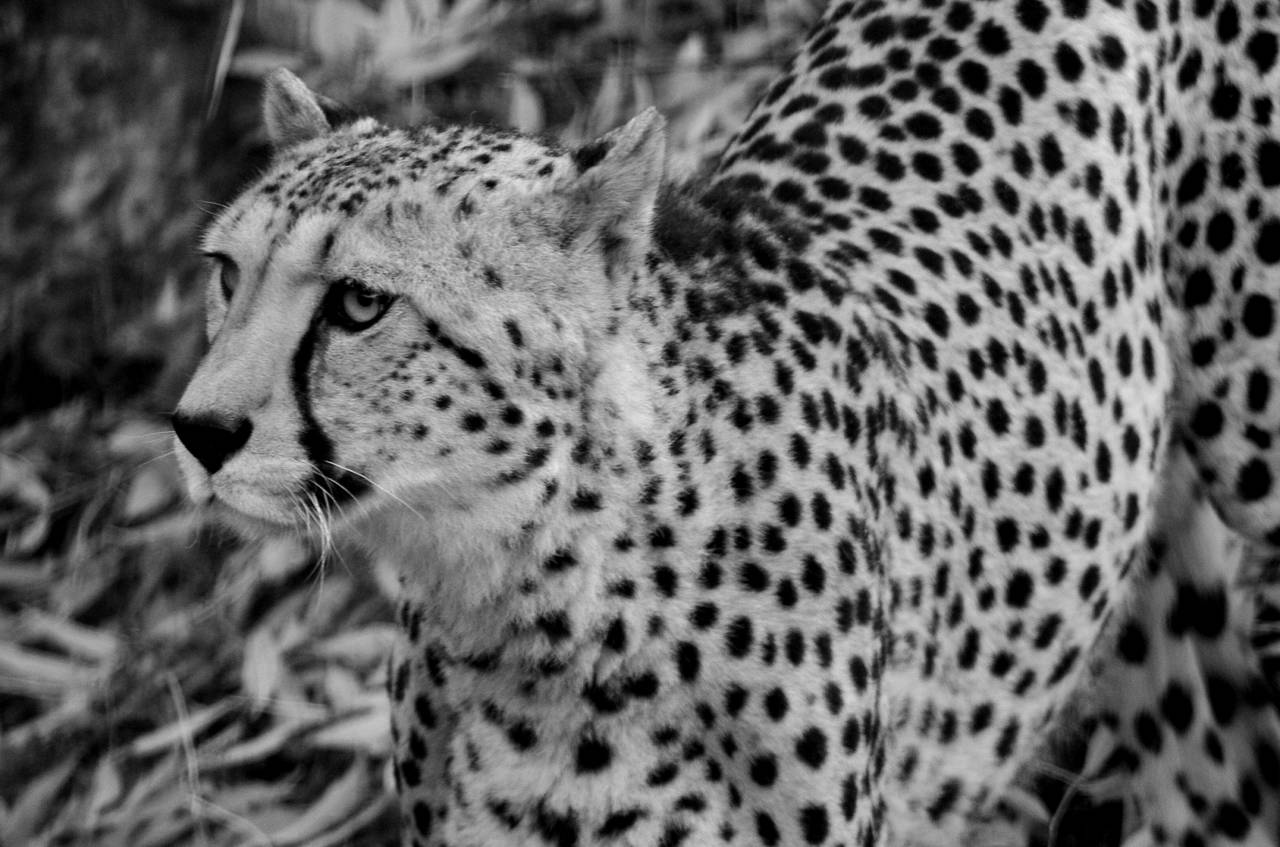   nature  wildlife  wild  zoo  africa  — free black and white photo