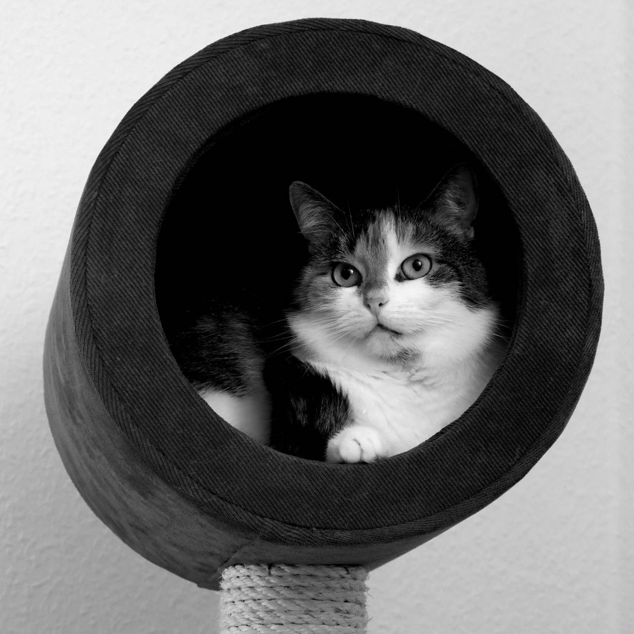   pet  cave  close  face  eyes  whiskers  — free black and white photo