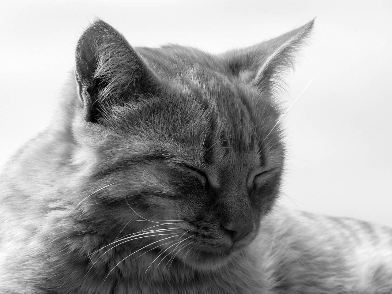   pet  fur  relax  rest  fauna  yawn  close up  — free black and white photo