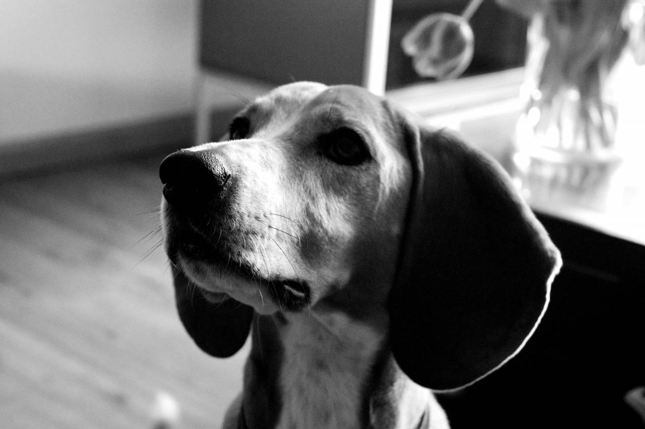   puppy  animal  portrait  hound  nose  — free black and white photo