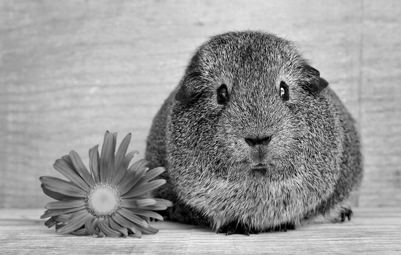   sweet  pet  portrait  mammal  rodent  fauna  — free black and white photo