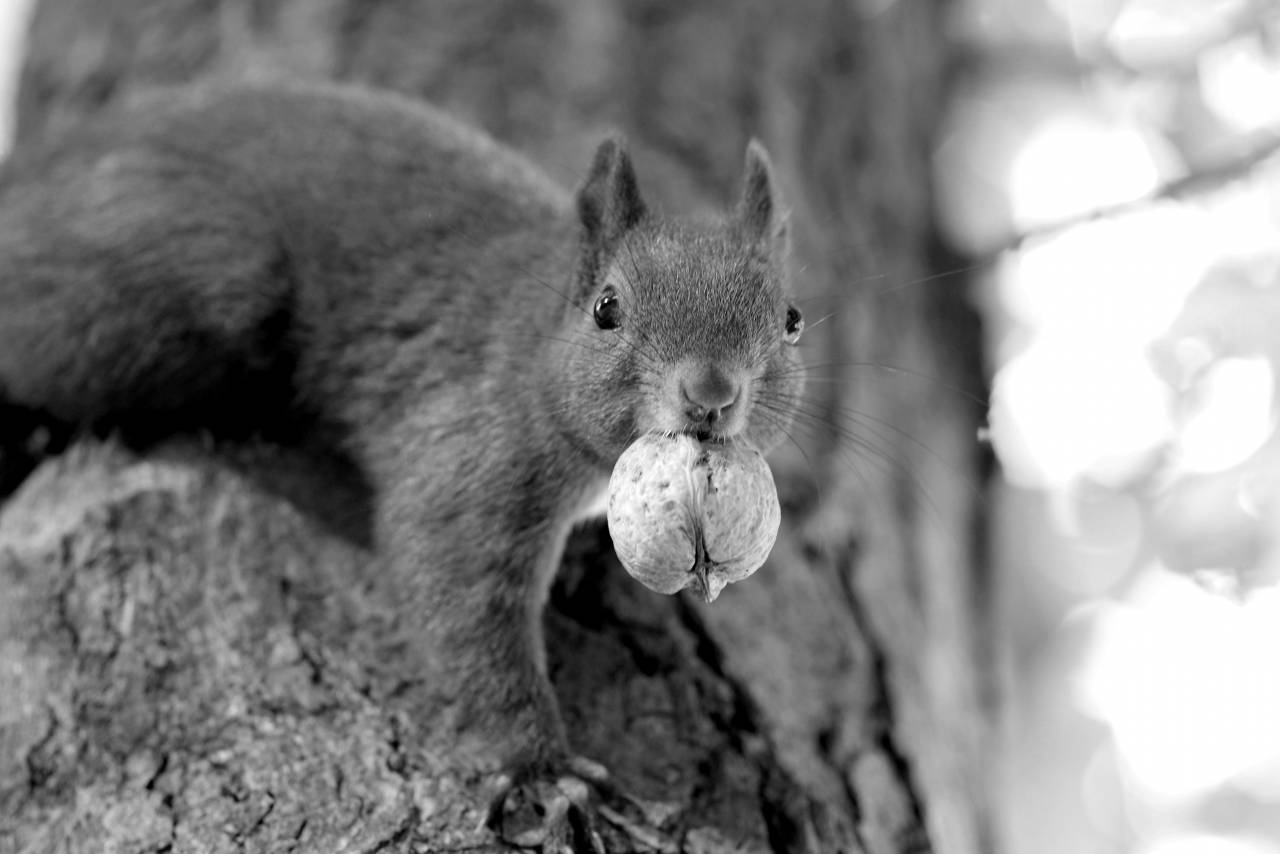   tree  wildlife  pet  autumn  park  mammal  — free black and white photo