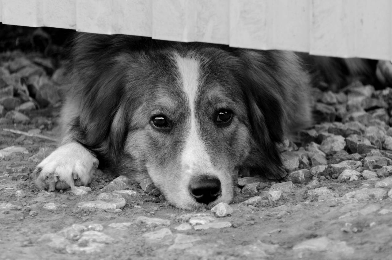   view  puppy  portrait  pets  eyes  animals  — free black and white photo