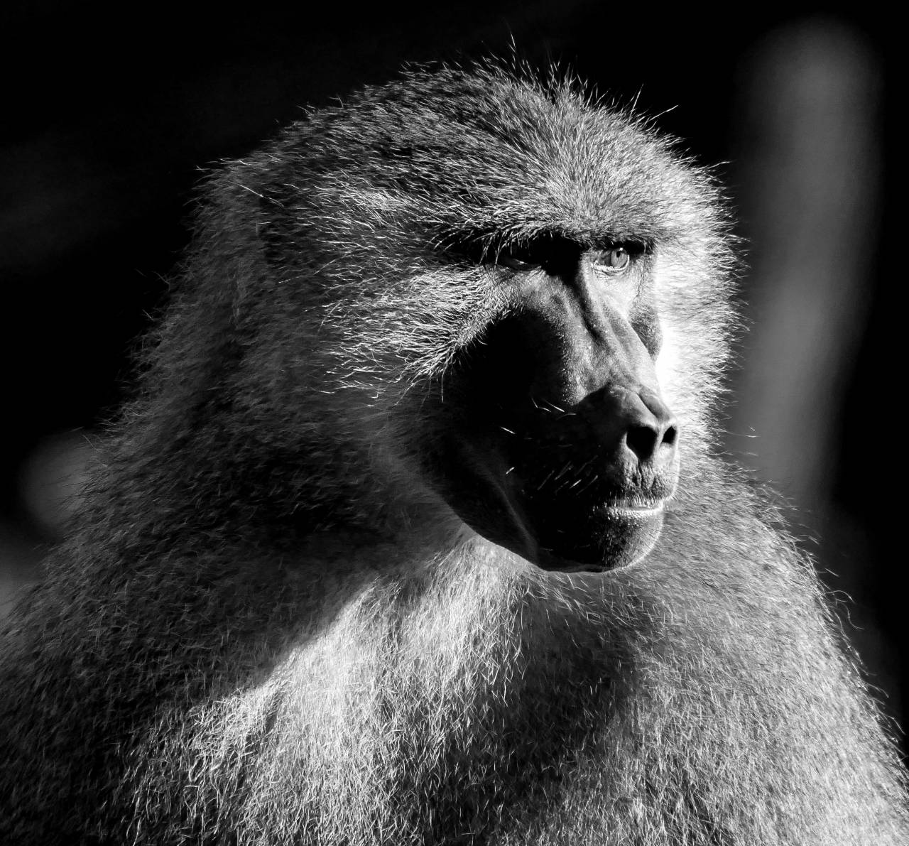   watch  wildlife  wild  zoo  mammal  fauna  — free black and white photo