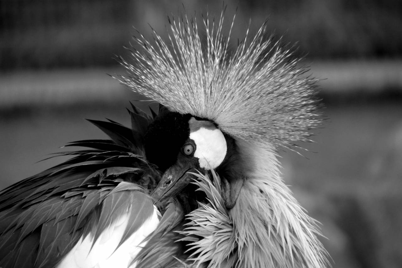   wing  view  beak  feather  fauna  plumage  — free black and white photo