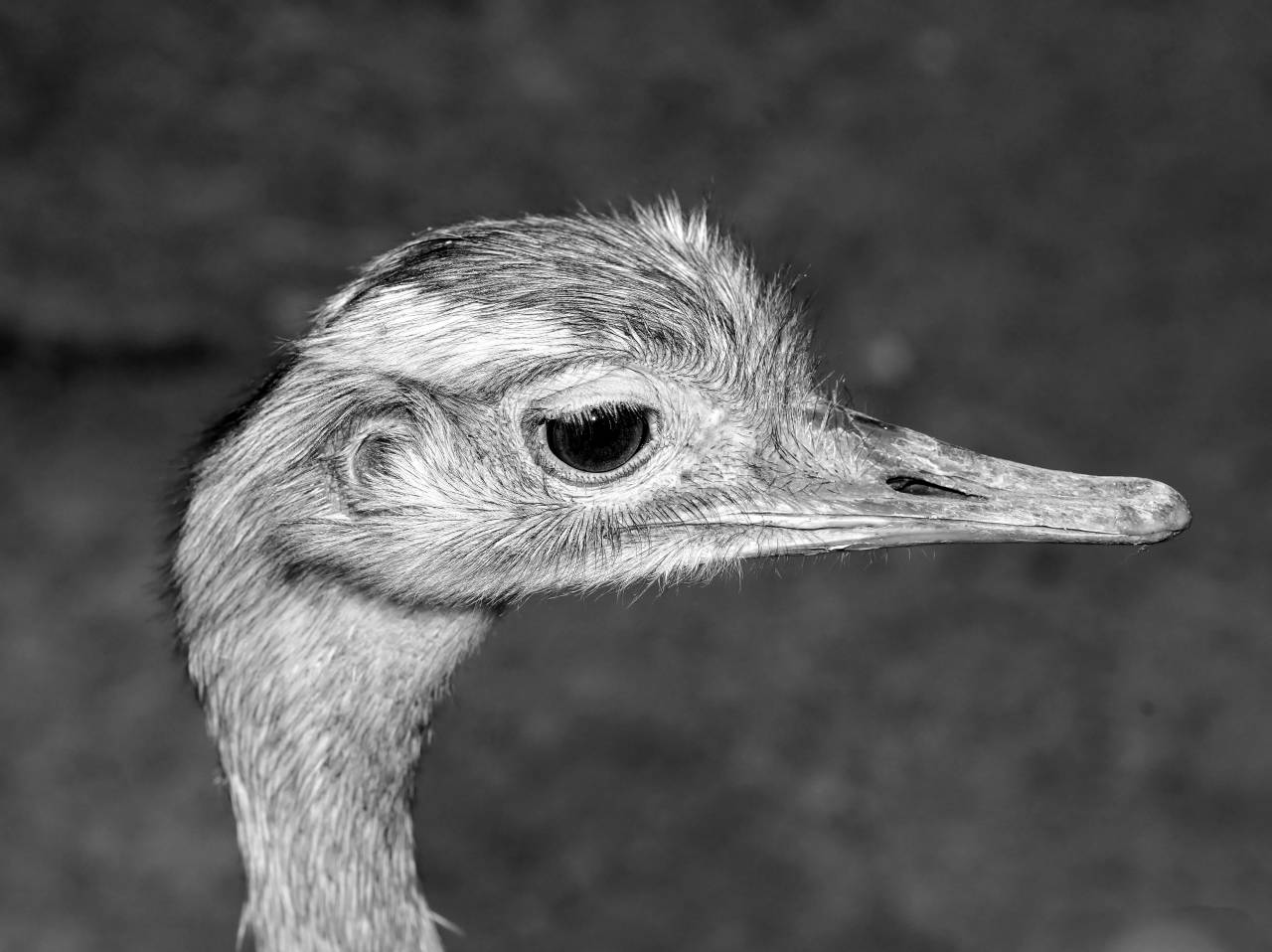   zoo  beak  ostrich  feather  fauna  plumage  — free black and white photo
