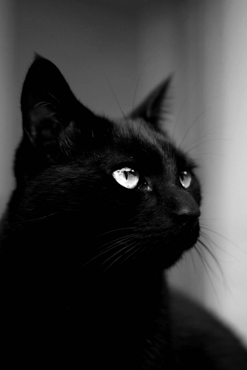   animal  pet  fur  portrait  kitten  — free black and white photo
