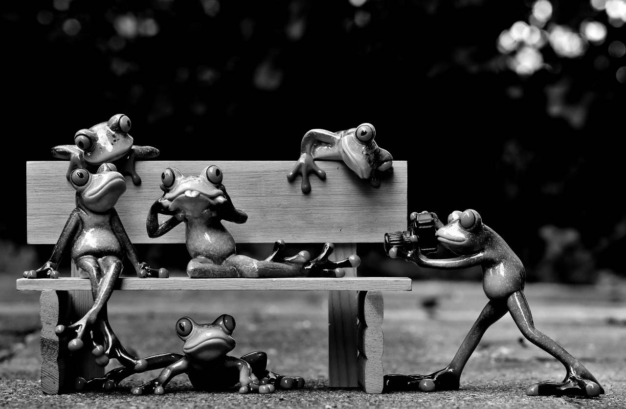   bench  photographer  play  sweet  cute  — free black and white photo