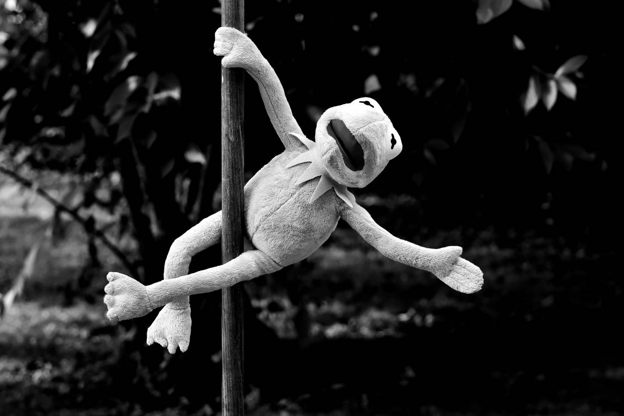   branch  flower  cute  wildlife  green  — free black and white photo