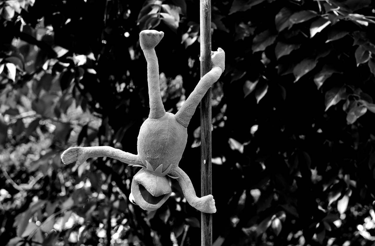   branch  leaf  flower  cute  wildlife  green  — free black and white photo