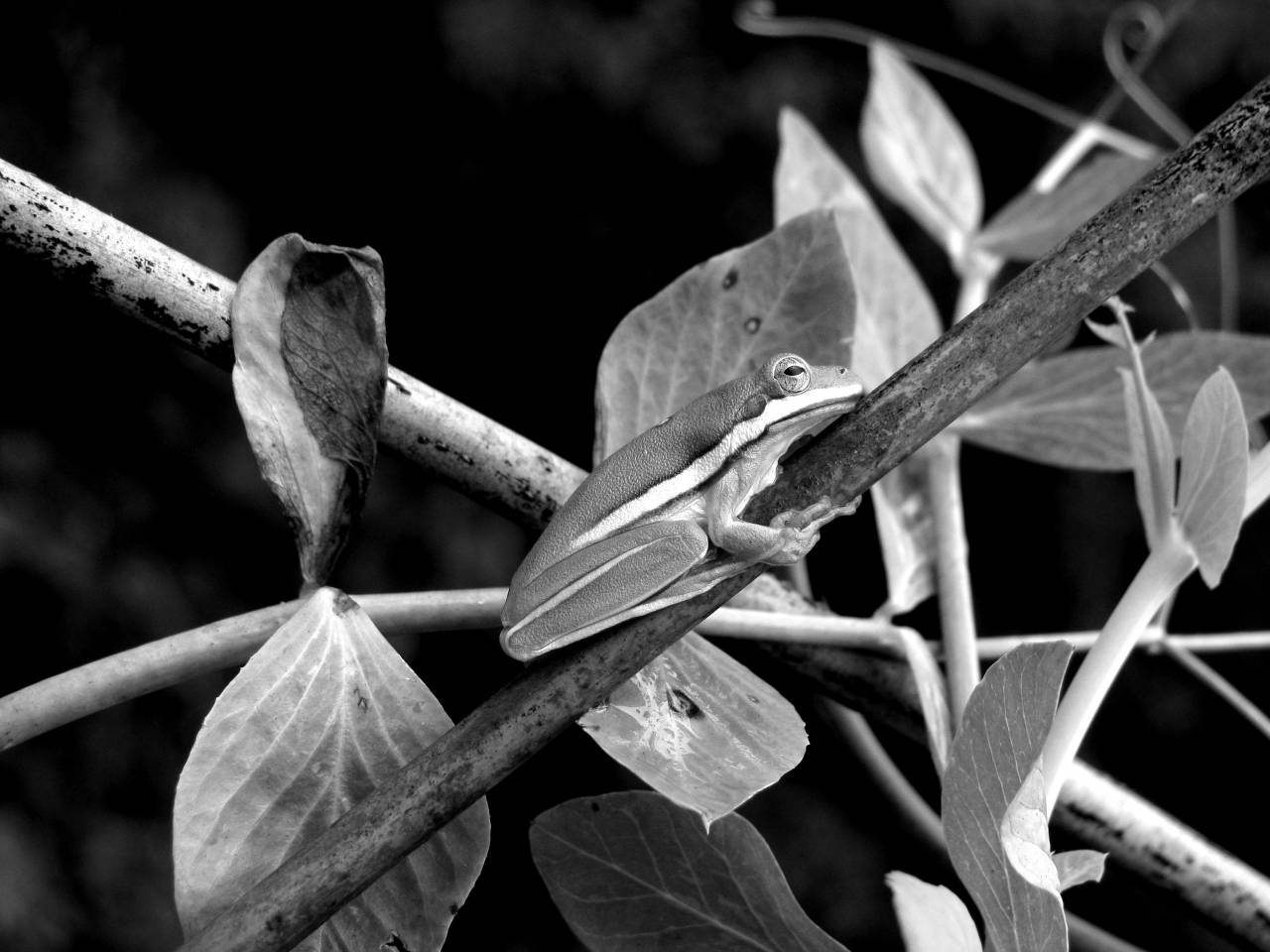   branch  leaf  wildlife  green  jungle  — free black and white photo