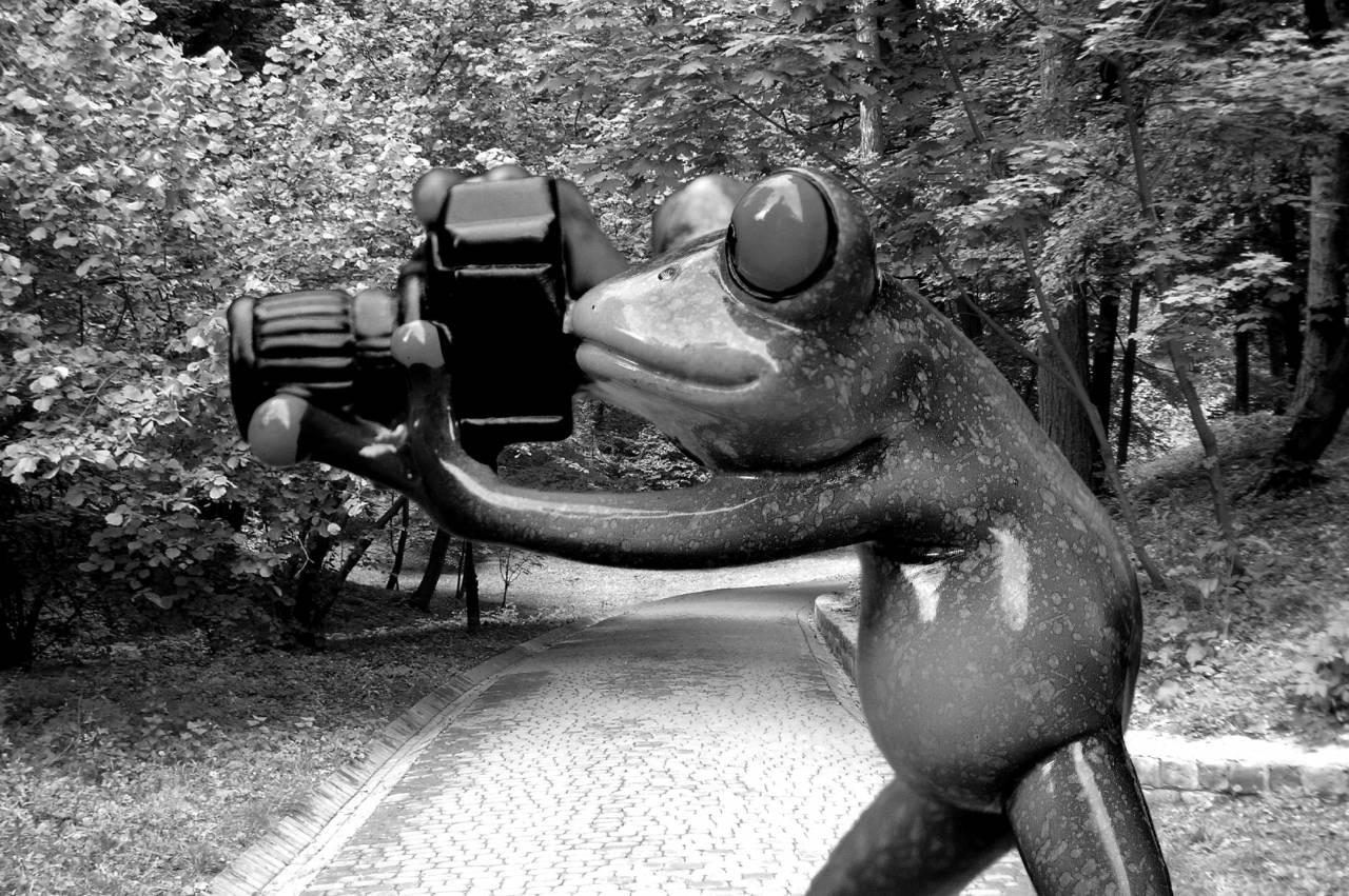   camera  photographer  animal  green  jungle  — free black and white photo