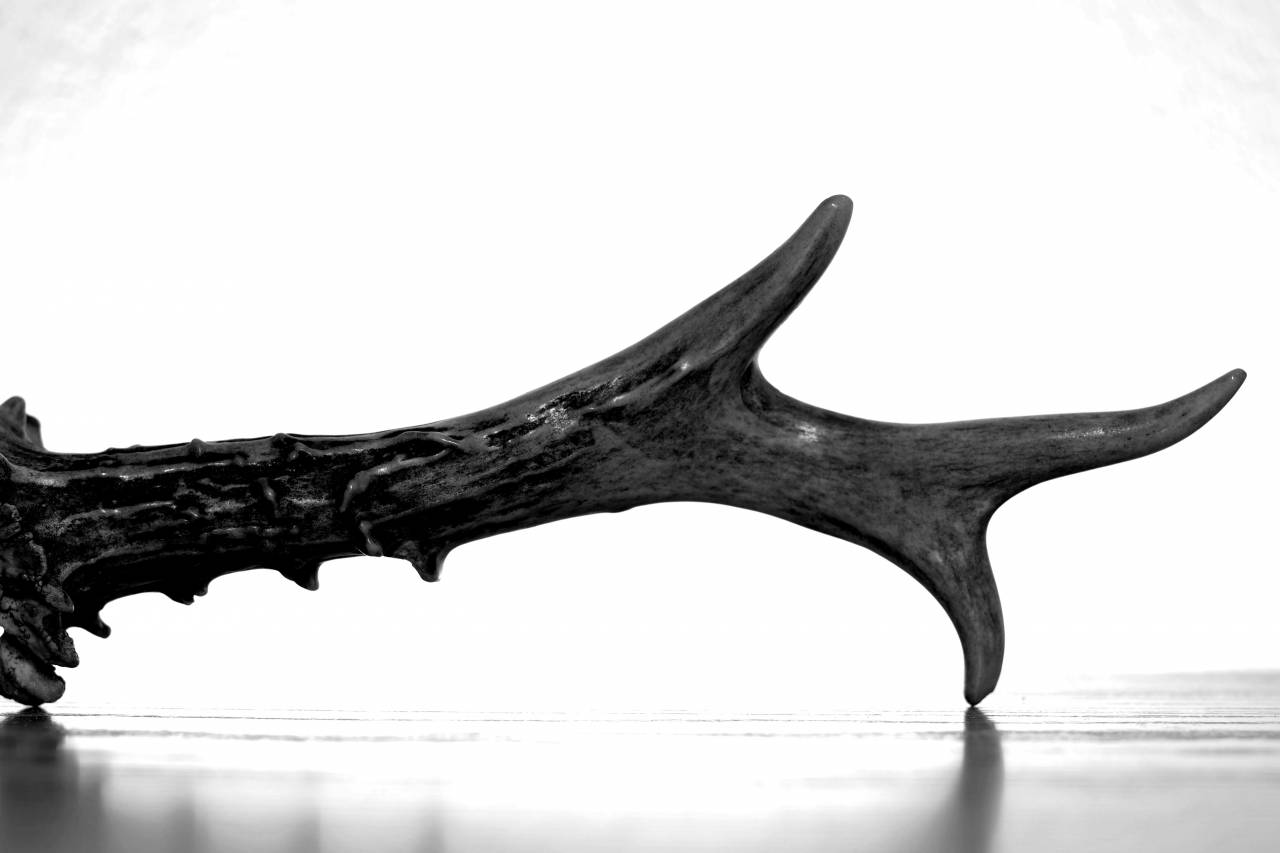   driftwood  forest  branch  wood  horn  — free black and white photo