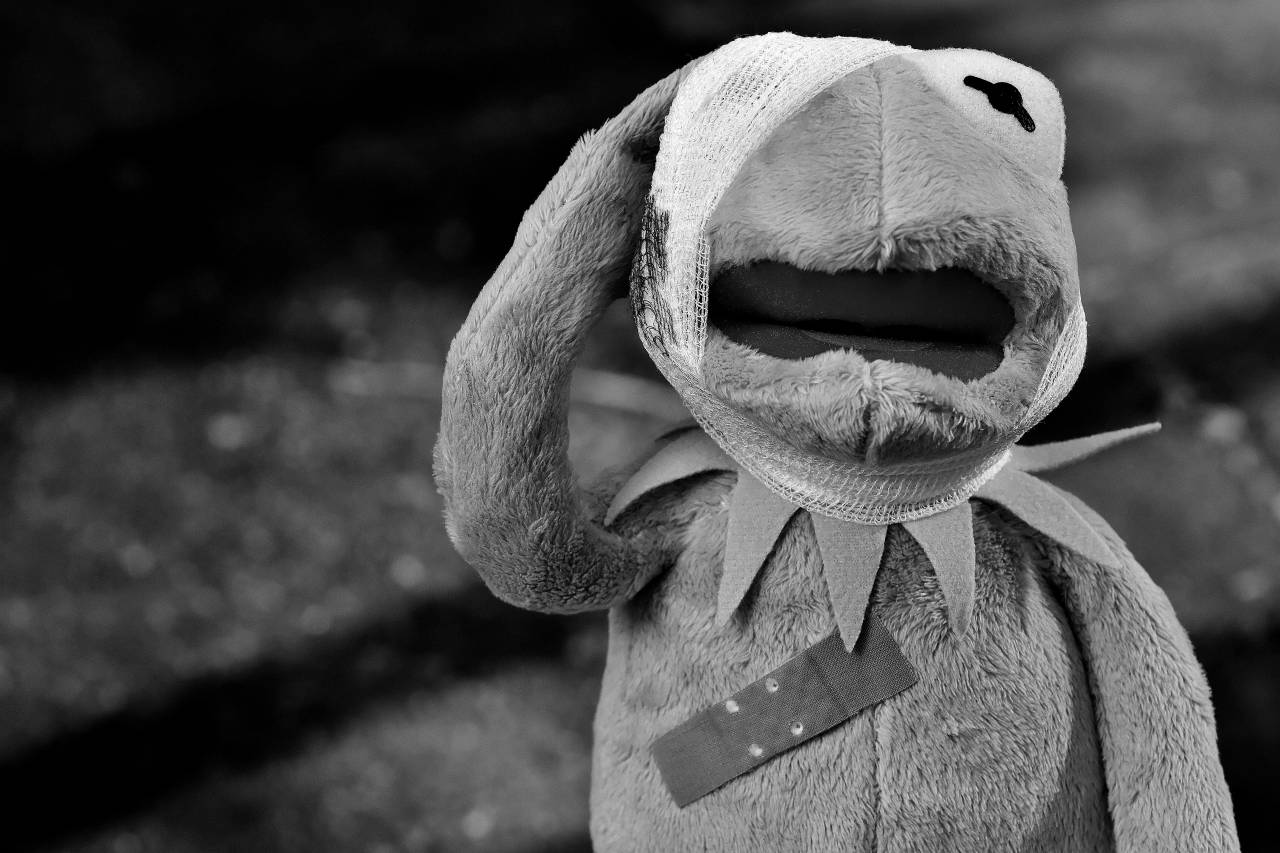   flower  cute  green  frog  teddy bear  close  — free black and white photo