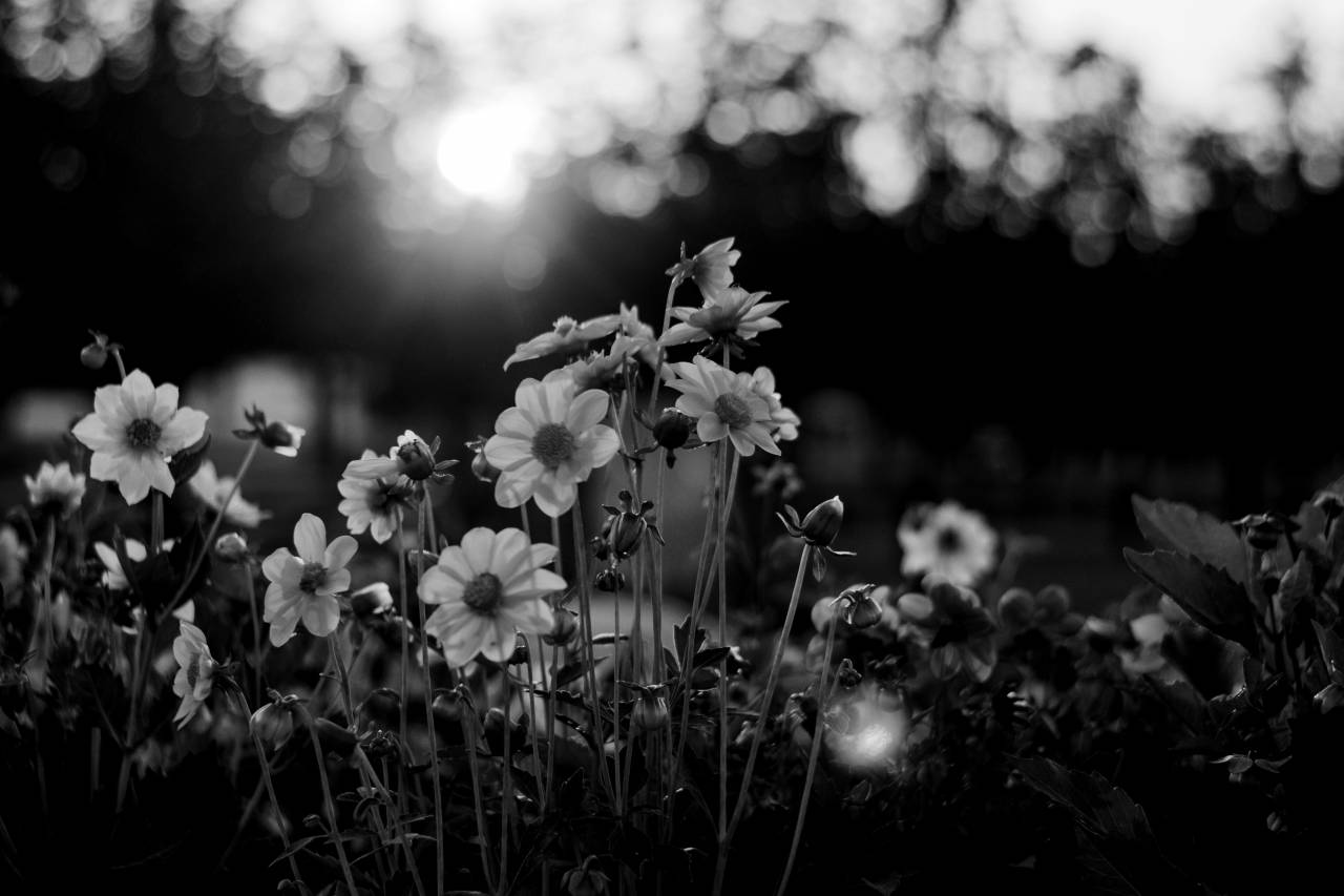   flower  nature  sky  yellow  sunlight  — free black and white photo