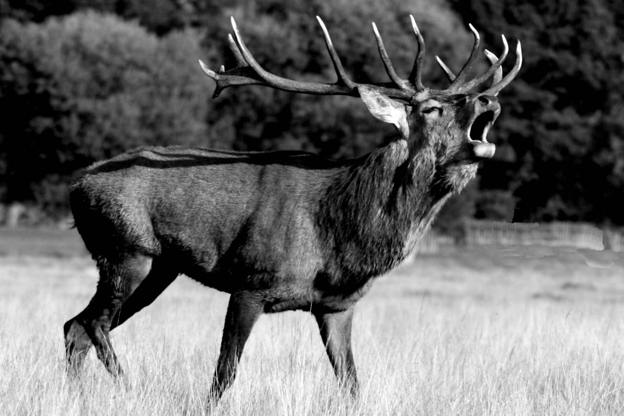   forest  animal  wildlife  horn  stag  brown  — free black and white photo