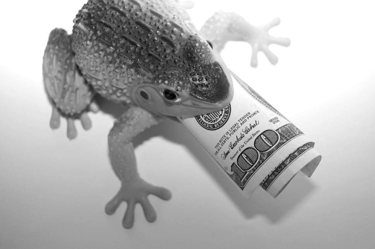   frog  finances  wealth  capital  coins  — free black and white photo