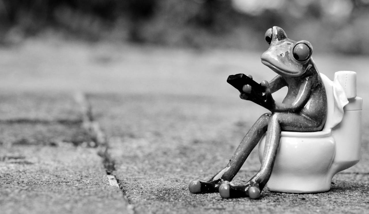   grass  cute  green  red  color  toilet  frog  — free black and white photo