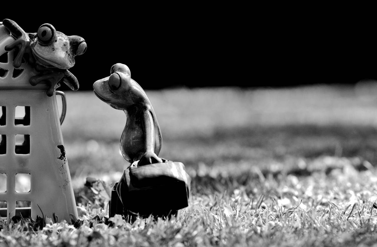   grass  lawn  cute  decoration  green  frog  — free black and white photo