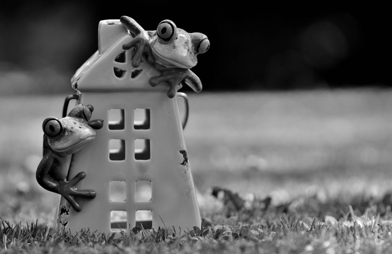   grass  lawn  sweet  flower  cute  decoration  — free black and white photo