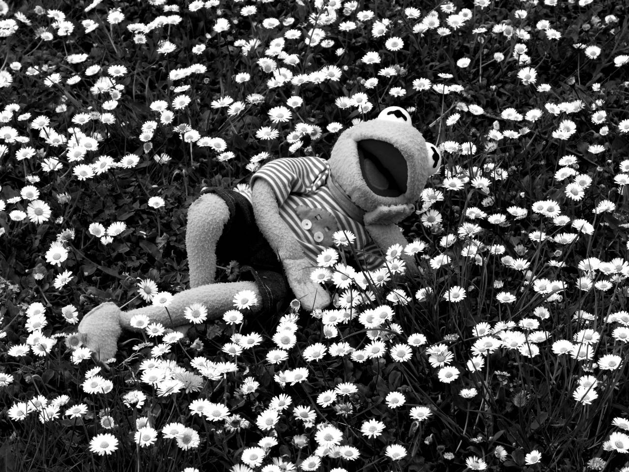   grass  white  field  lawn  green  relax  — free black and white photo
