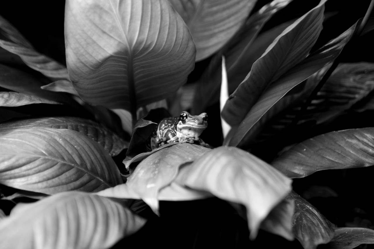   green  leaf  frog  amphibian  terrestrial  — free black and white photo