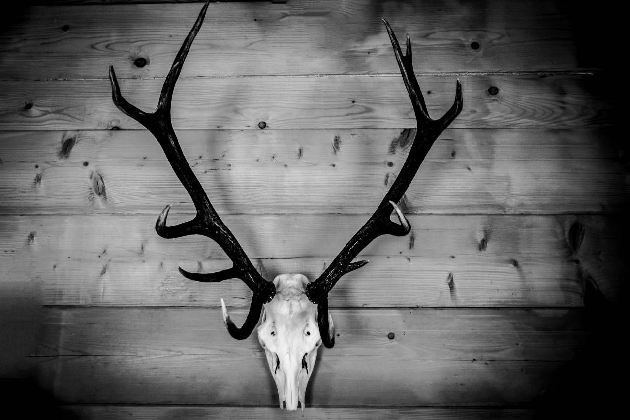   hand  branch  light  wood  old  horn  skull  — free black and white photo