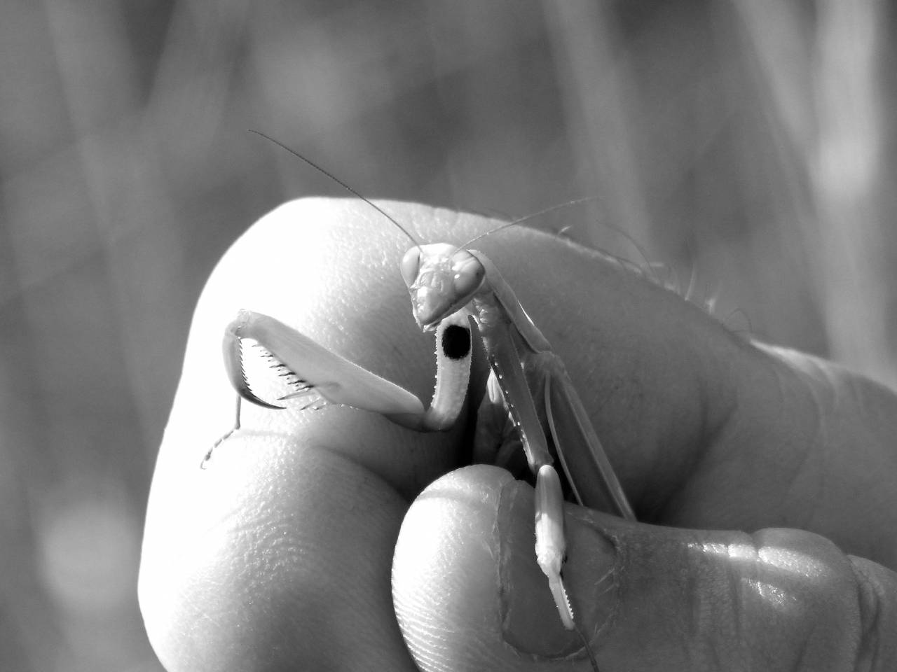   hand  leaf  flower  finger  green  insect  — free black and white photo