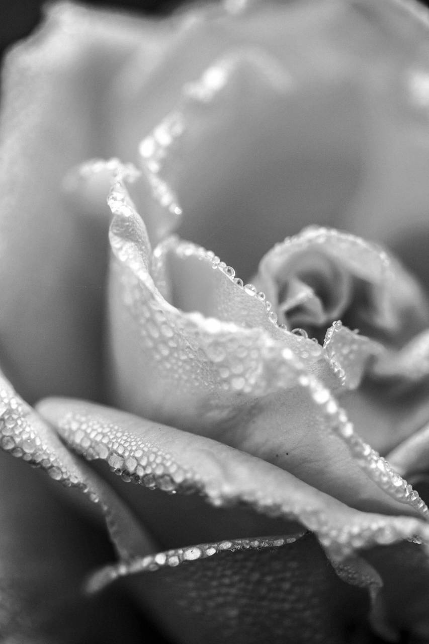   hand  nature  blossom  open  leaf  flower  — free black and white photo