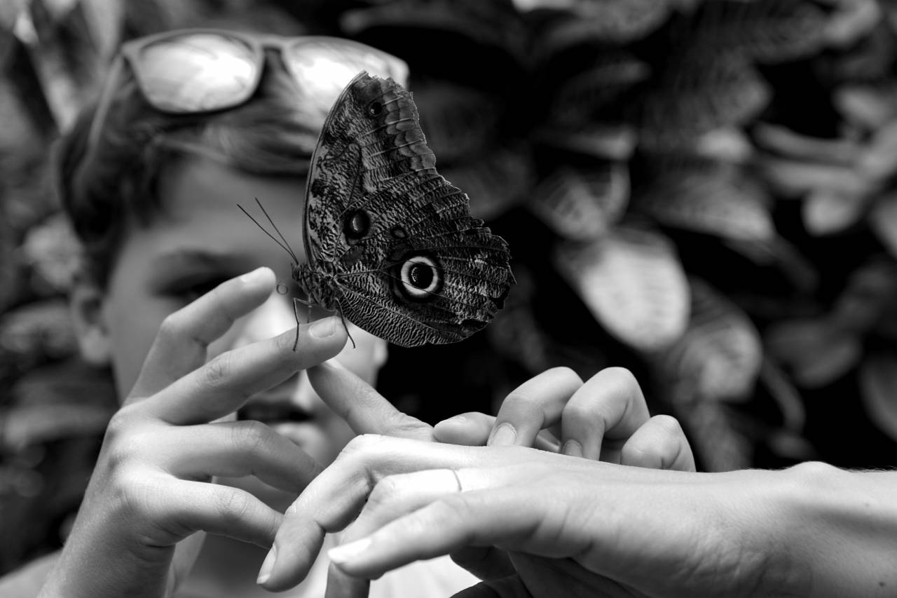   hand  nature  wing  wildlife  green  insect  — free black and white photo