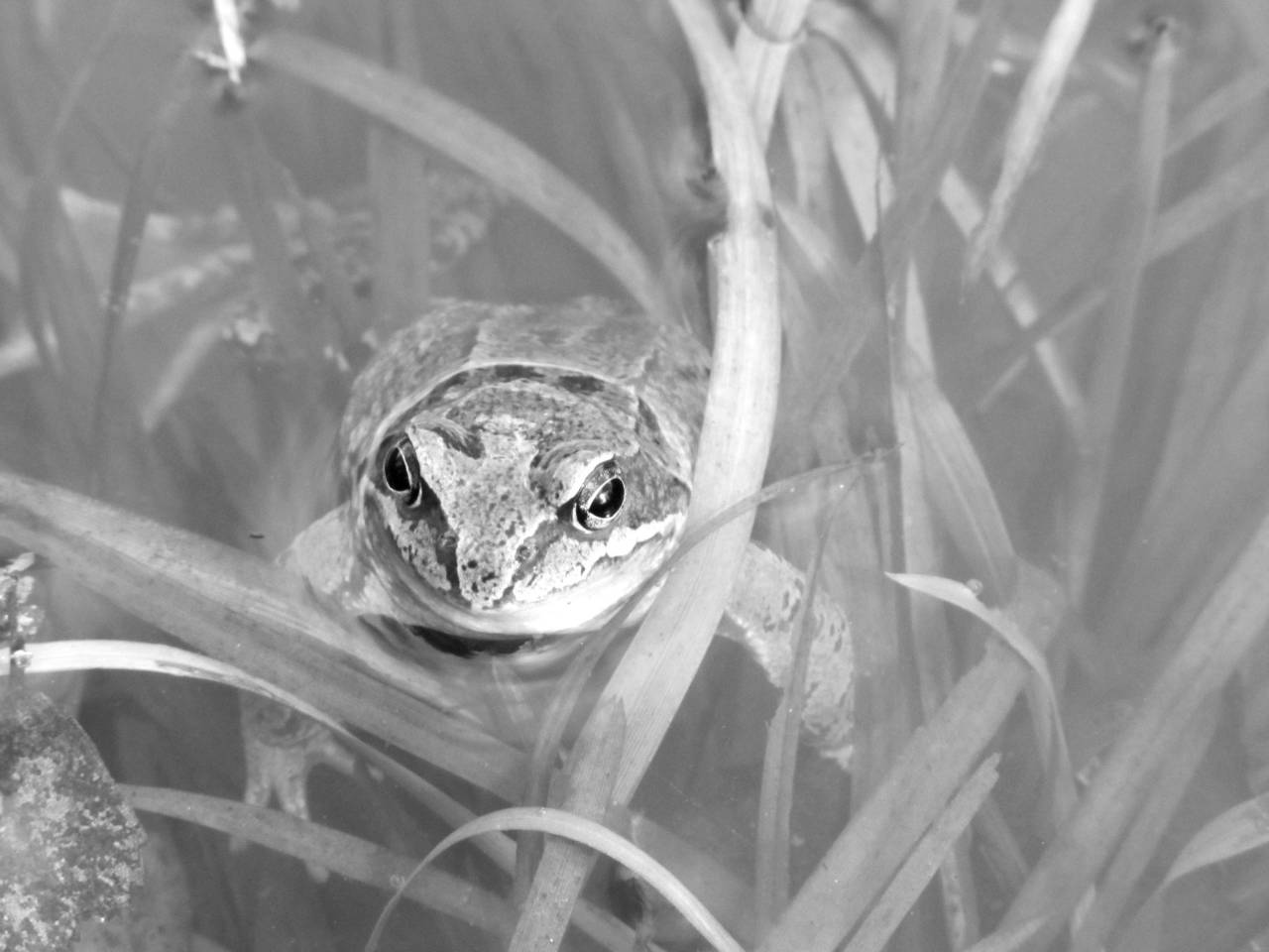   landscape  water  nature  animal  pond  — free black and white photo