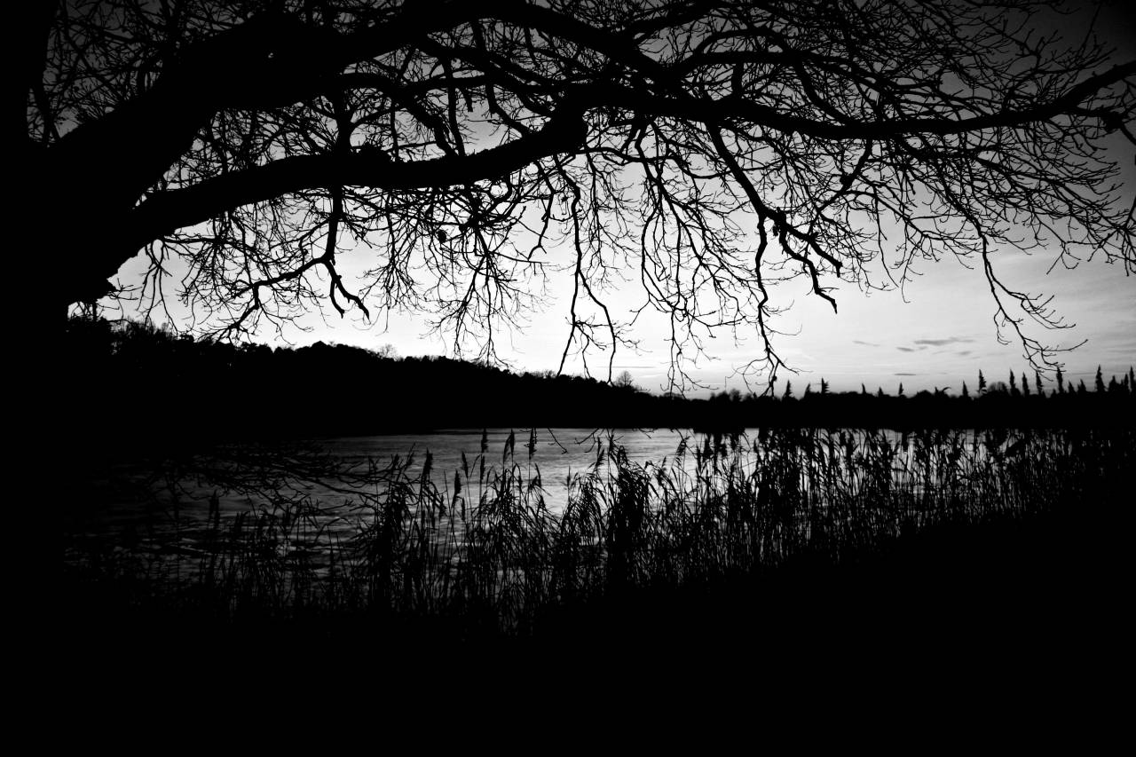   landscape  water  nature  forest  branch  — free black and white photo