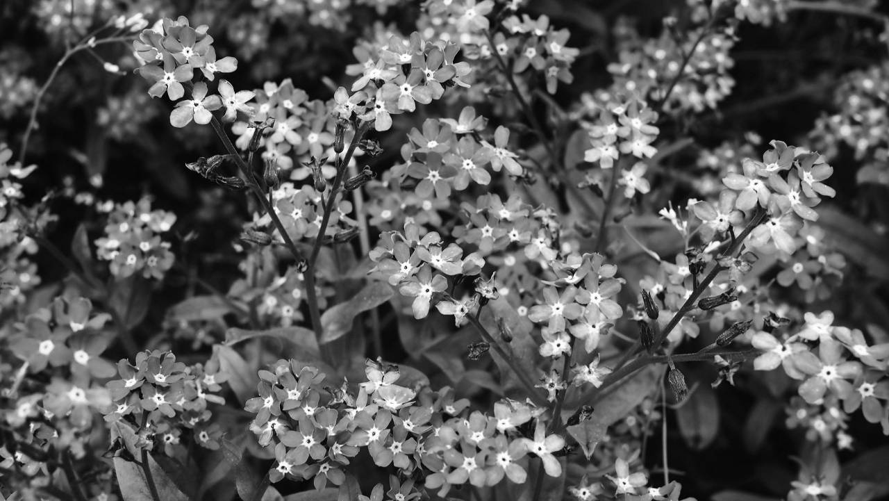   nature  blossom  flower  bloom  floral  — free black and white photo