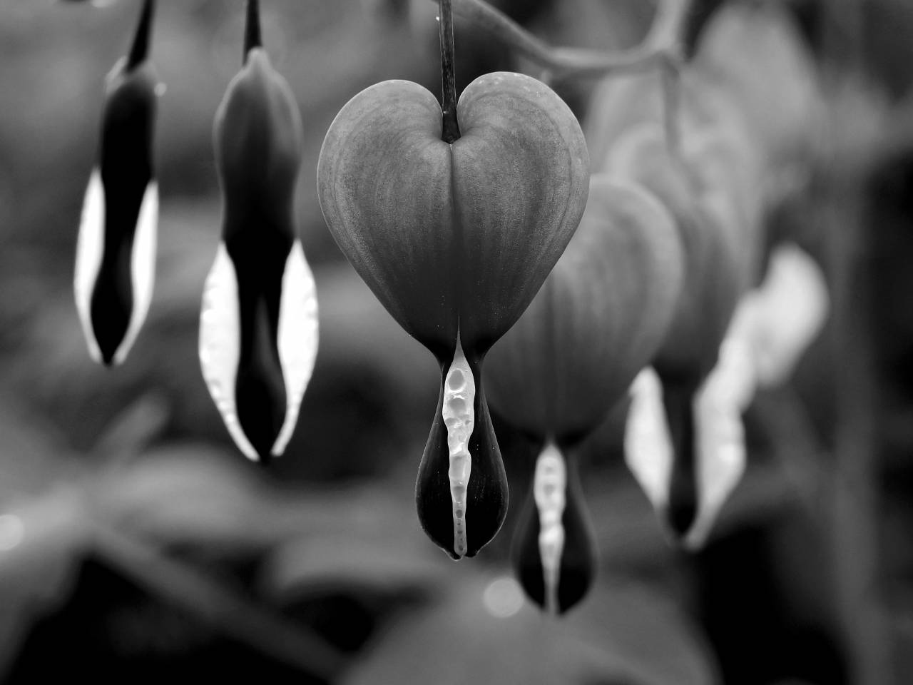   nature  blossom  leaf  flower  petal  bloom  — free black and white photo