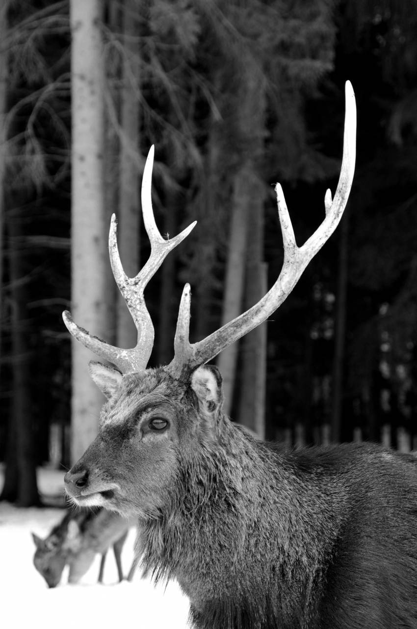   nature  flock  wildlife  horn  mammal  fauna  — free black and white photo