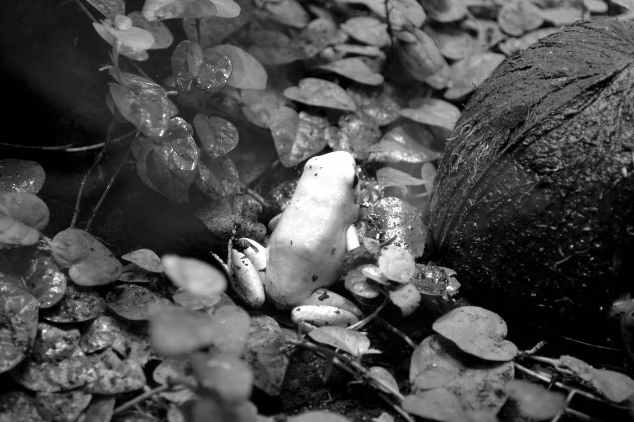   nature  flower  wildlife  green  jungle  — free black and white photo