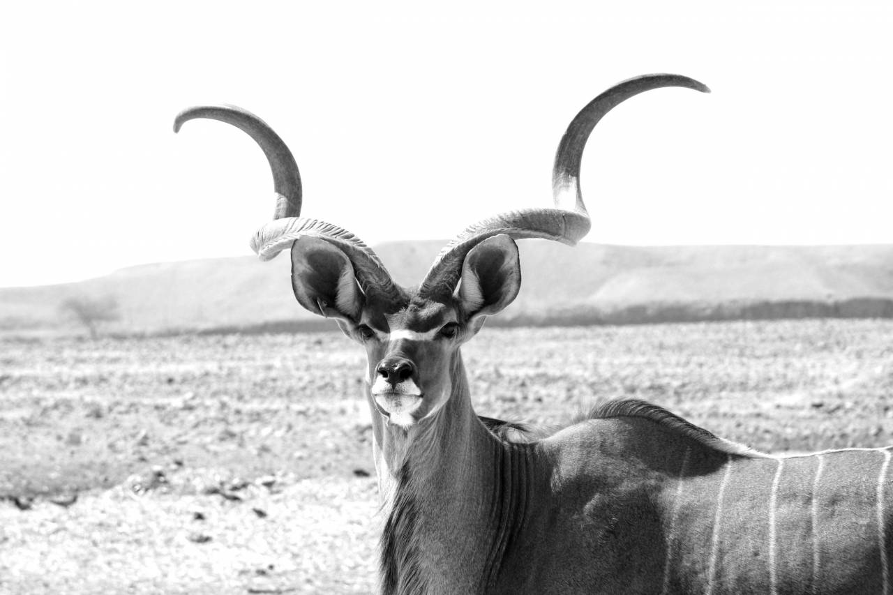   nature  game  wildlife  wild  horn  mammal  — free black and white photo