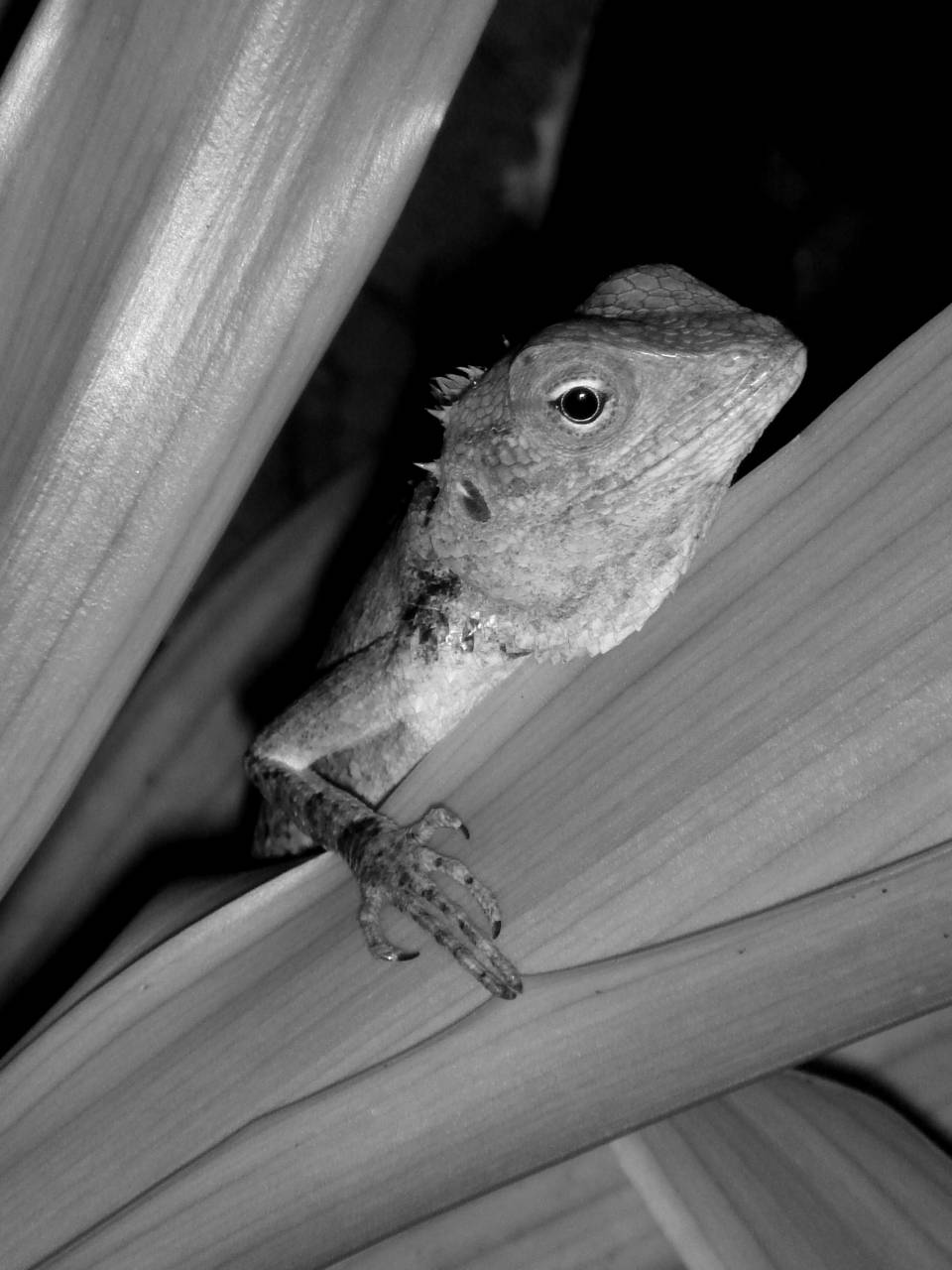   nature  leaf  flower  wildlife  green  — free black and white photo