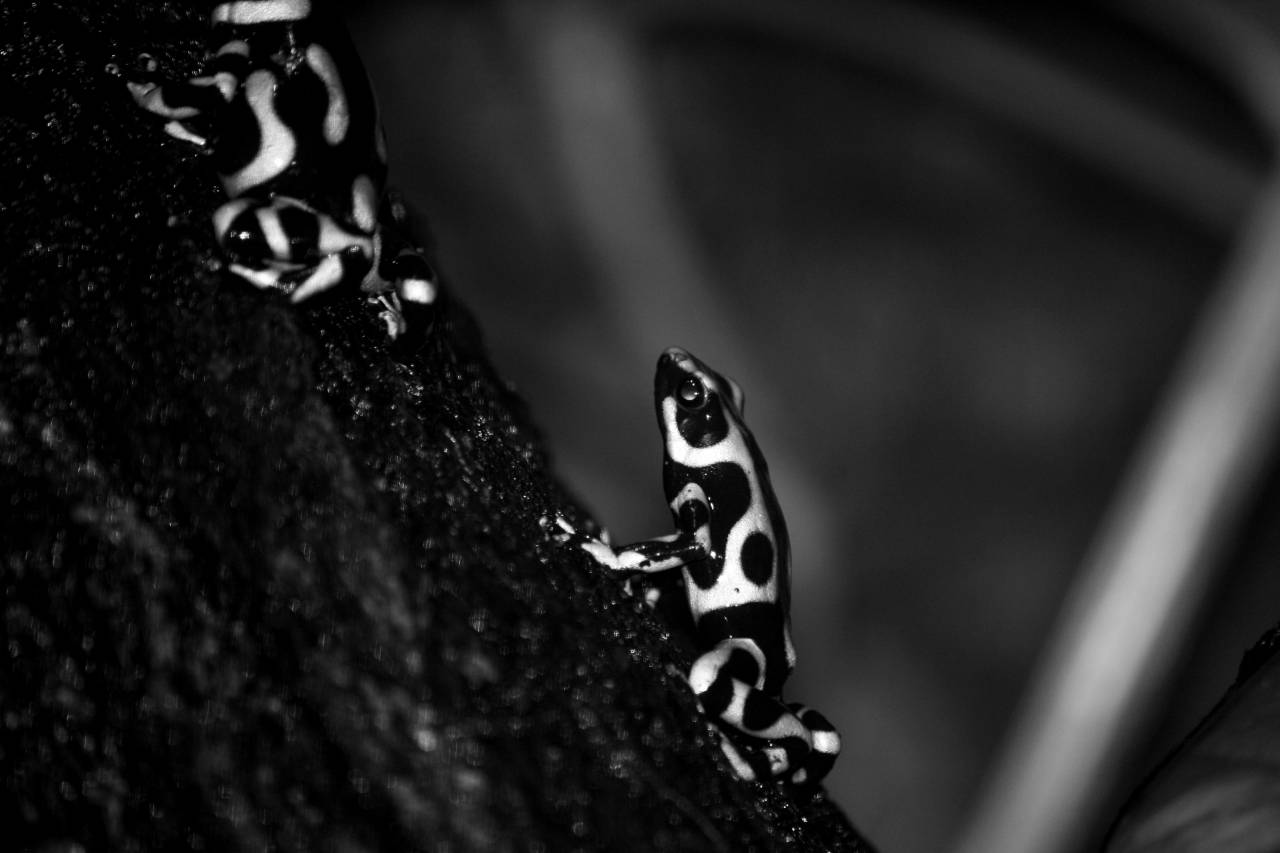   nature  leaf  wildlife  green  insect  — free black and white photo