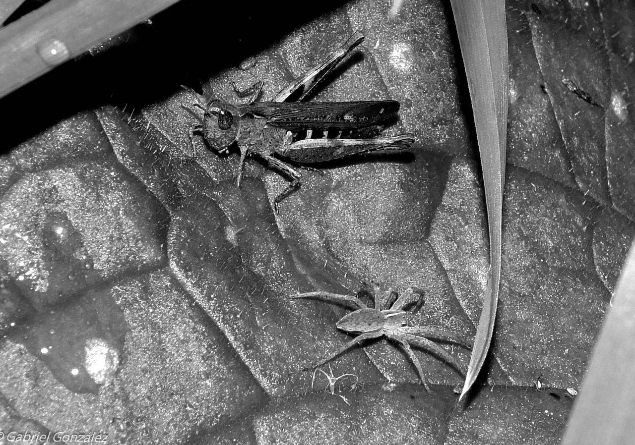   nature  leaf  wildlife  green  insect  — free black and white photo
