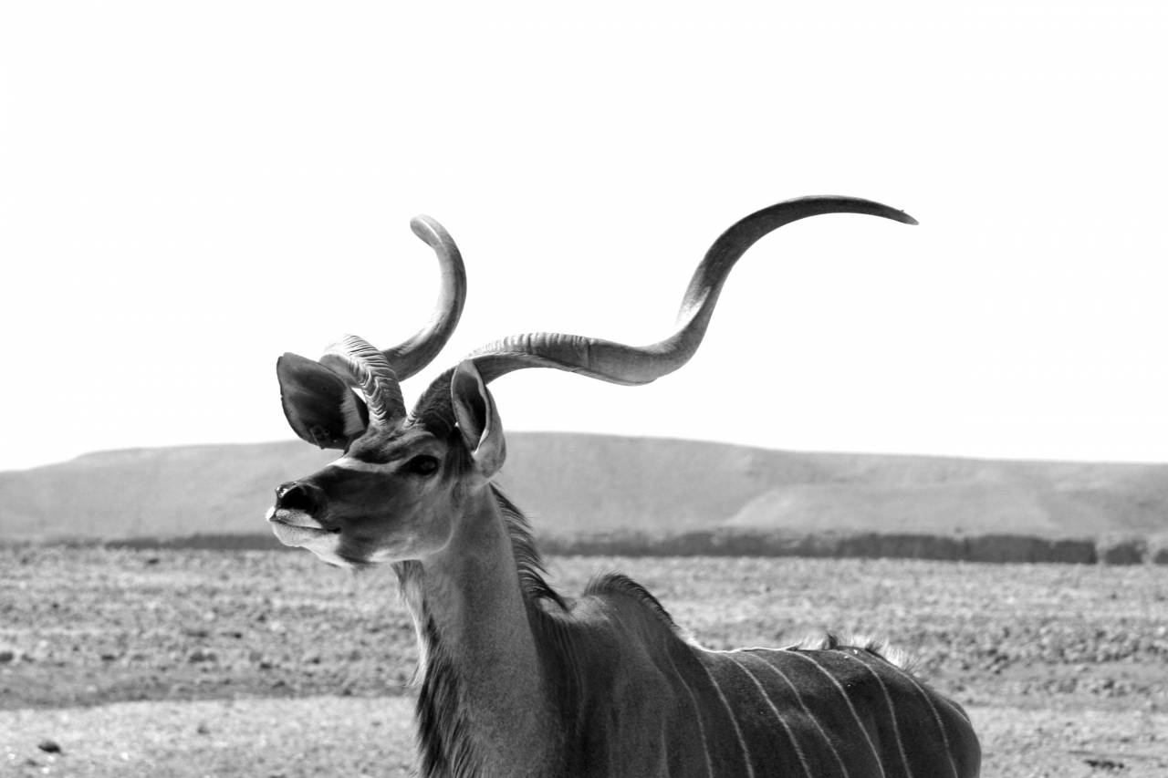   nature  male  wildlife  horn  africa  mammal  — free black and white photo