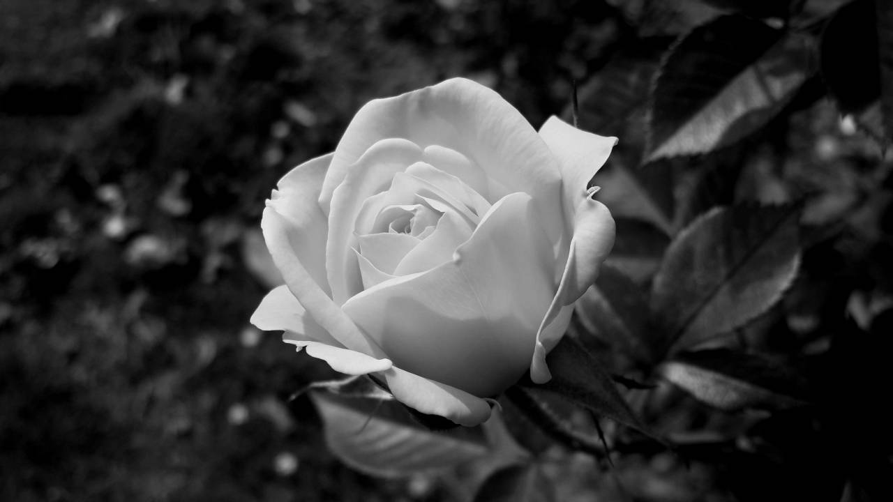   nature  morning  flower  petal  botany  — free black and white photo