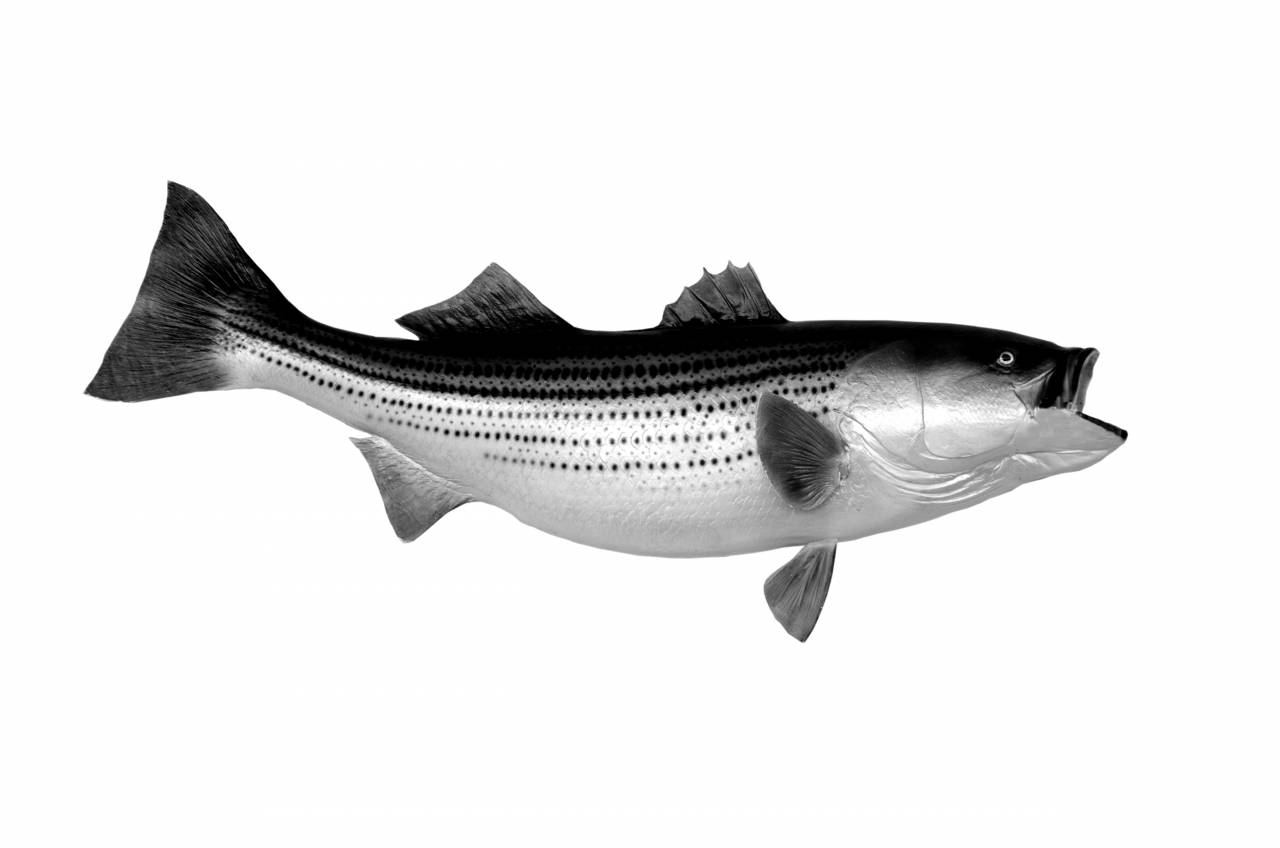   nature  sport  wildlife  food  fishing  — free black and white photo