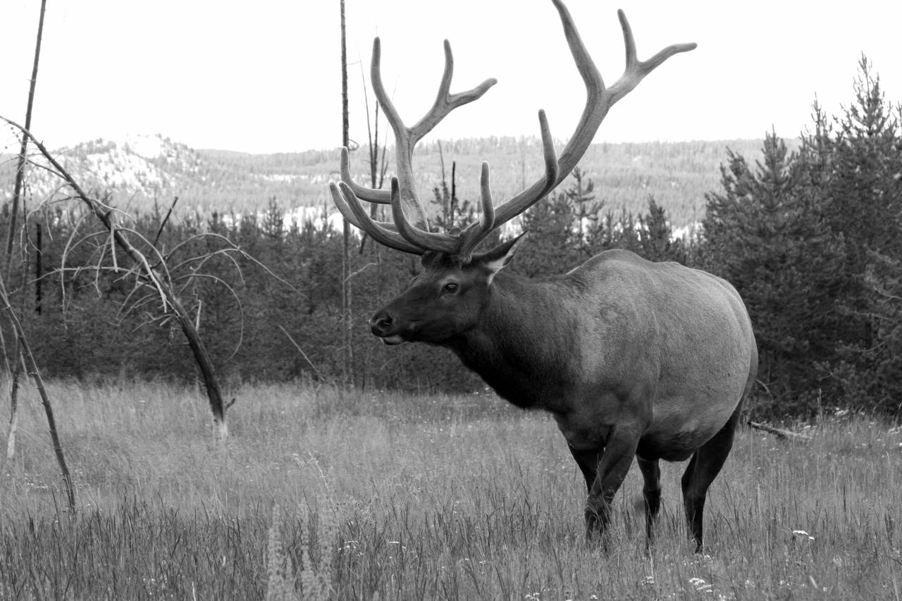   nature  wildlife  horn  mammal  fauna  bull  — free black and white photo
