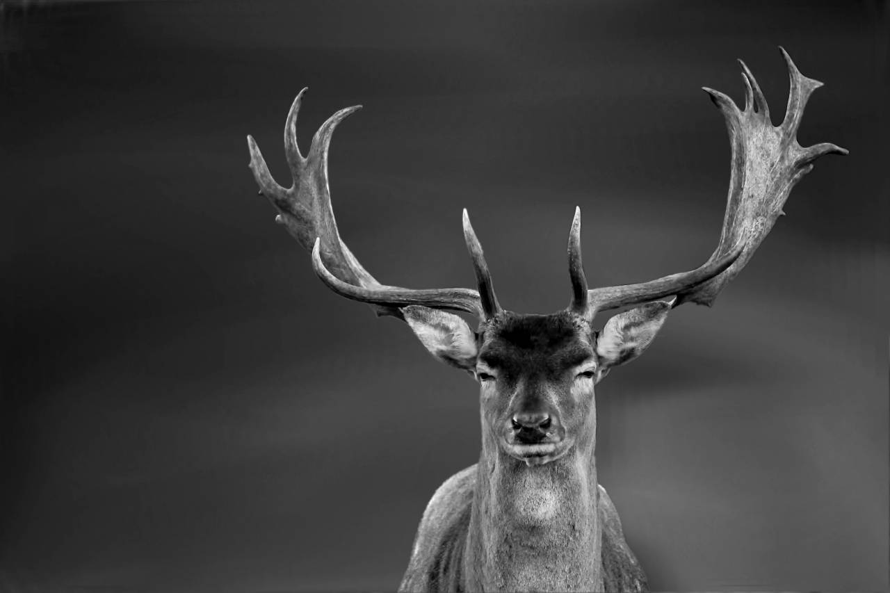   nature  wildlife  wild  horn  mammal  fauna  — free black and white photo