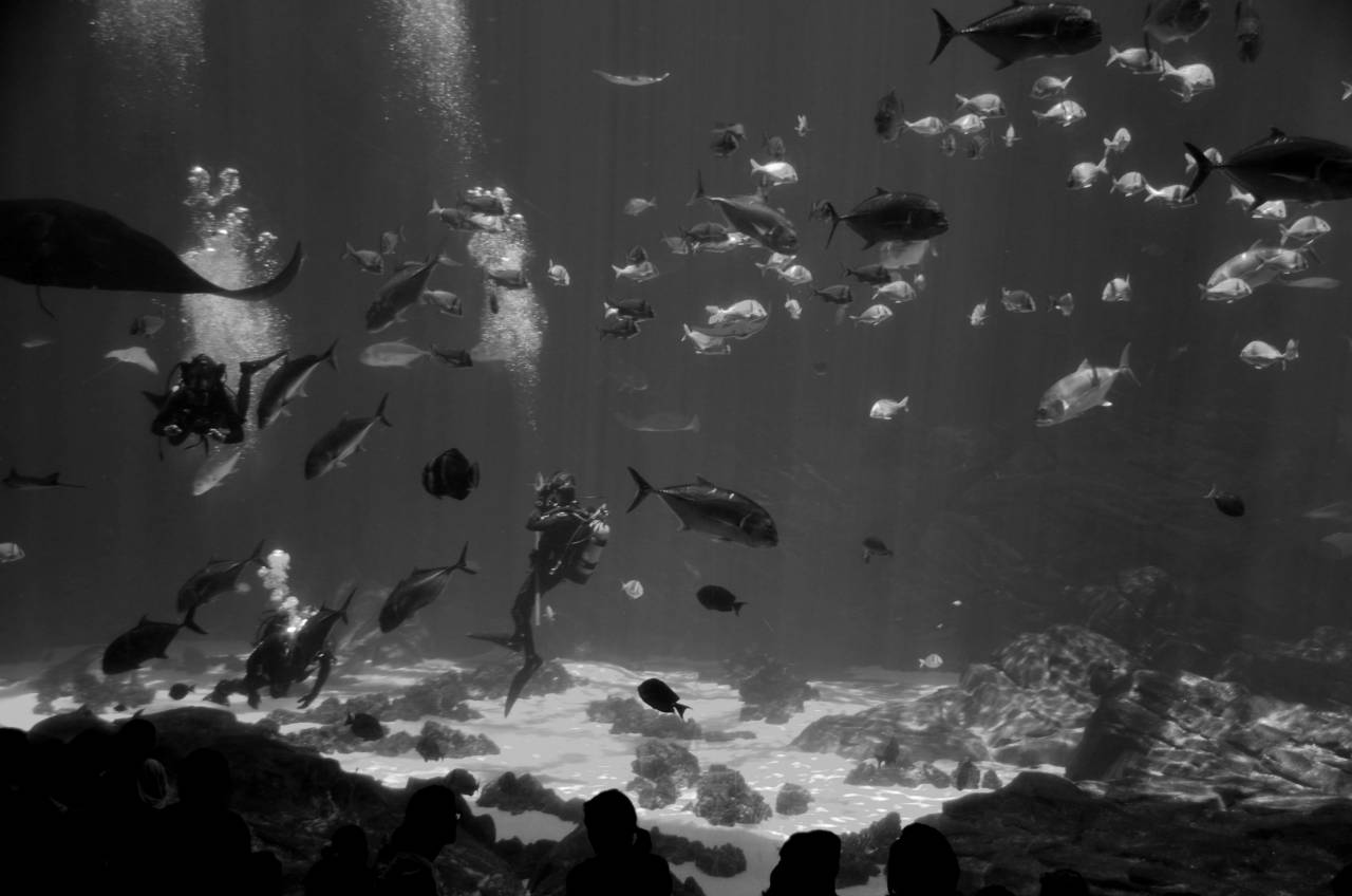   sea  nature  ocean  animal  tropical  color  — free black and white photo