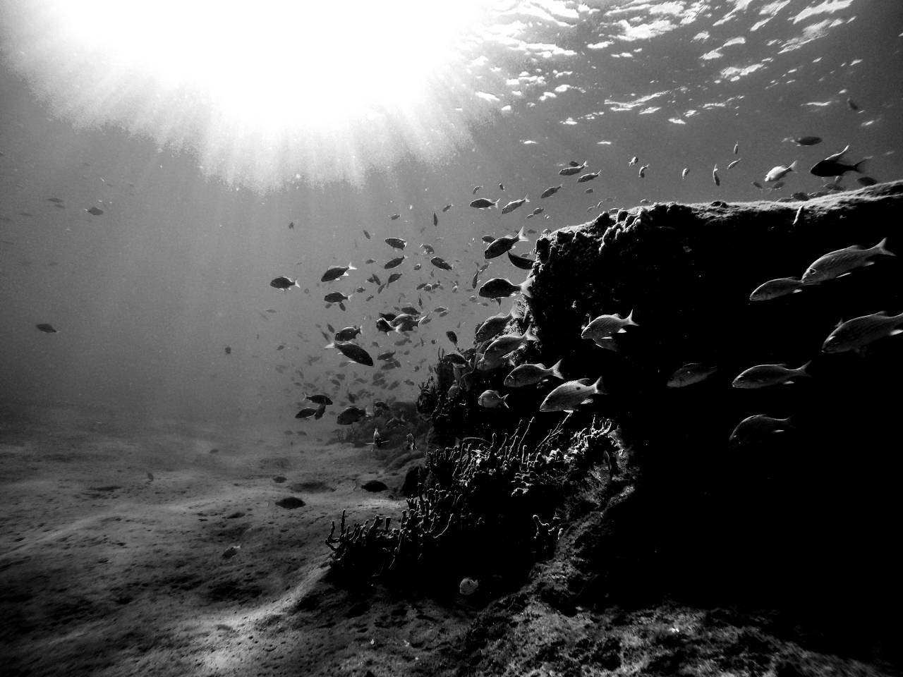   sea  ocean  aquatic  coral reef  snorkel  — free black and white photo