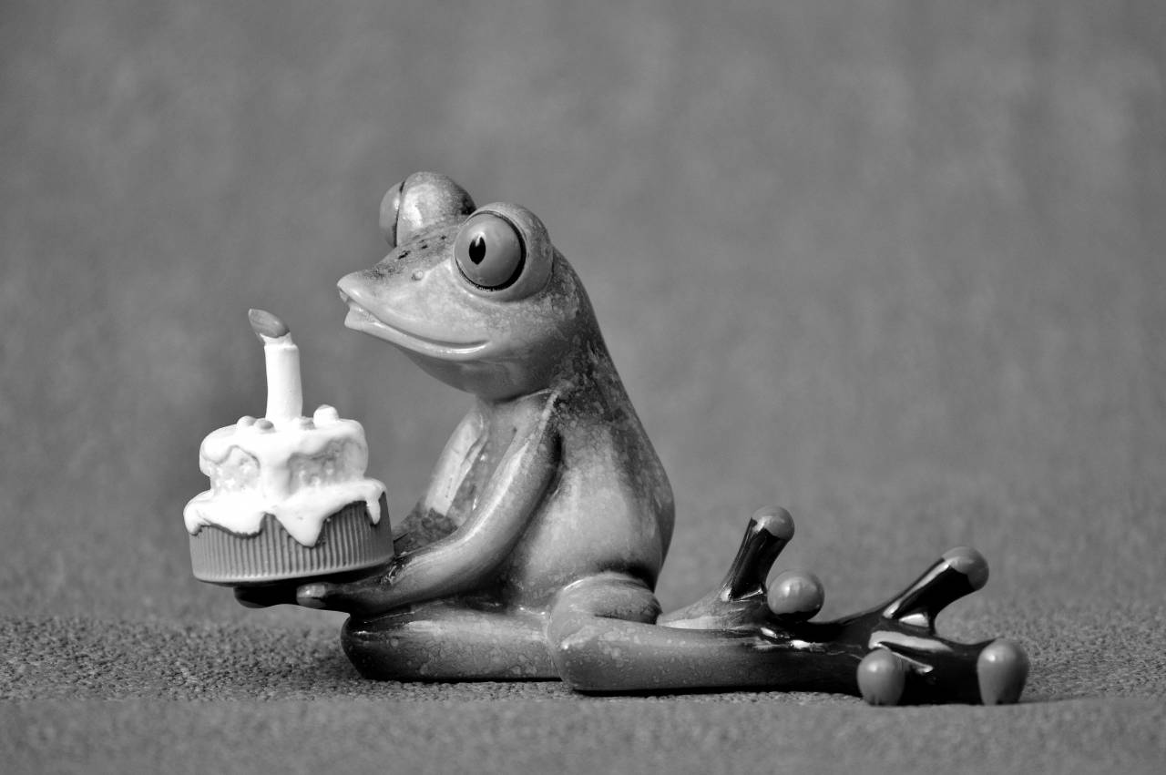  sweet  cute  green  amphibian  colorful  — free black and white photo